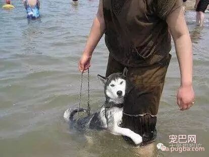 听说要去游泳，这些狗狗的举动笑死人了！-15.jpeg