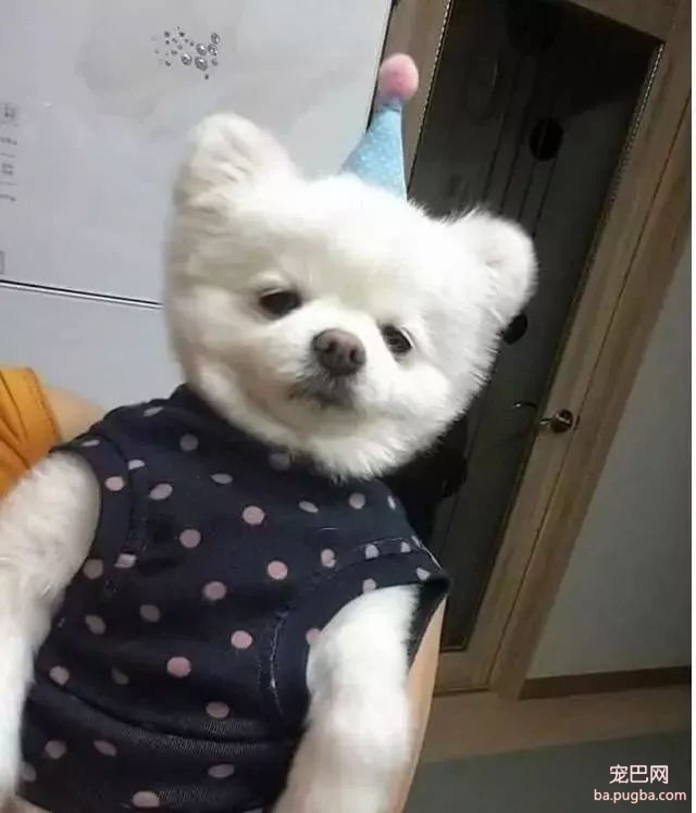 当狗狗收到生日蛋糕，脸上的表情绝了……-2.jpg