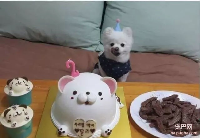当狗狗收到生日蛋糕，脸上的表情绝了……-3.jpg