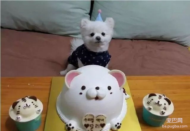 当狗狗收到生日蛋糕，脸上的表情绝了……-1.jpg