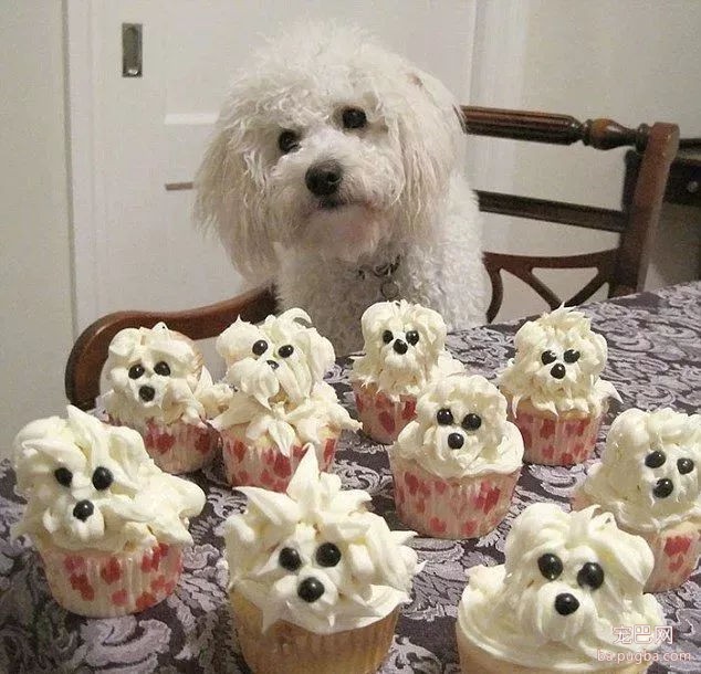 当狗狗收到生日蛋糕，脸上的表情绝了……-4.jpg