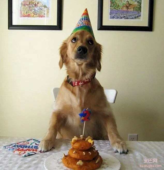 当狗狗收到生日蛋糕，脸上的表情绝了……-5.jpg