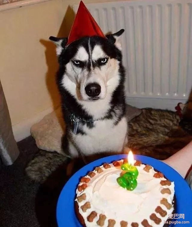 当狗狗收到生日蛋糕，脸上的表情绝了……-9.jpg