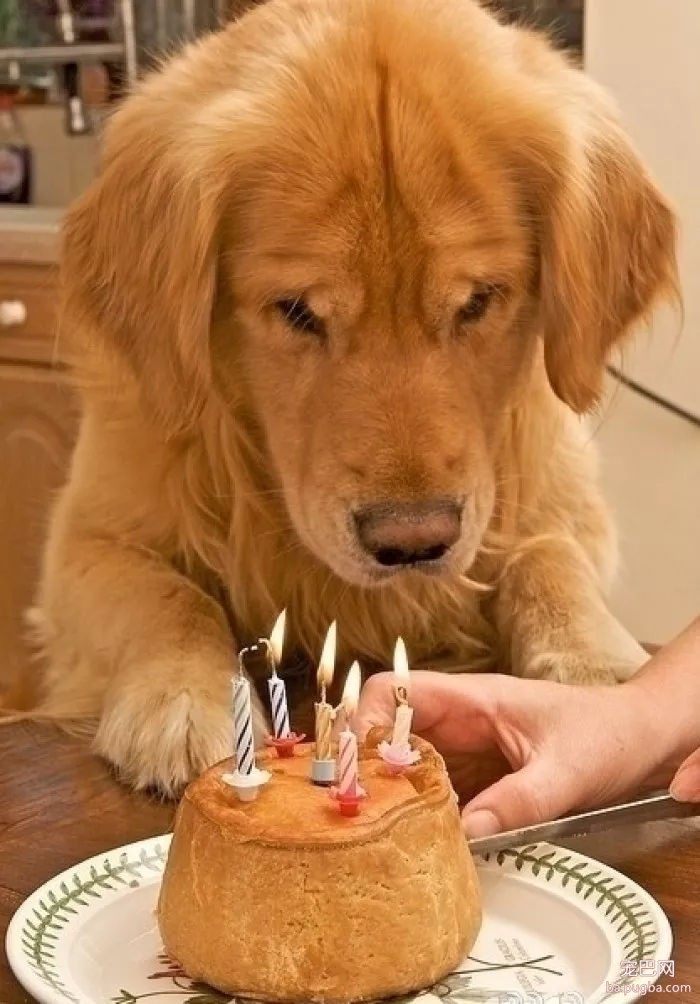 当狗狗收到生日蛋糕，脸上的表情绝了……-7.jpg