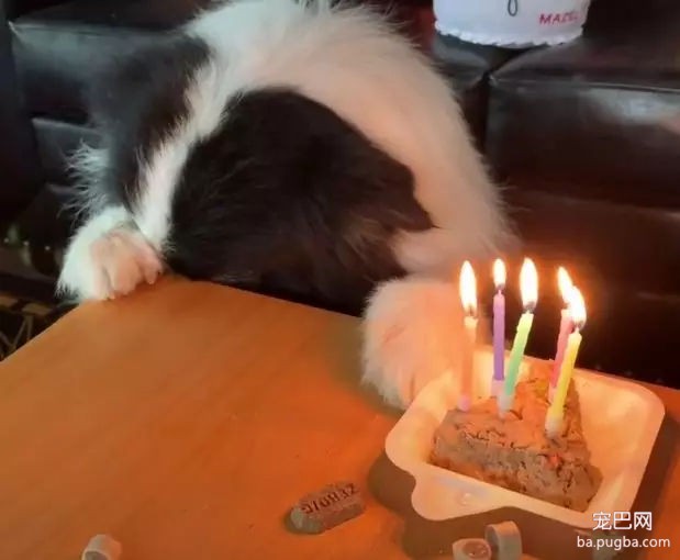 当狗狗收到生日蛋糕，脸上的表情绝了……-8.jpg