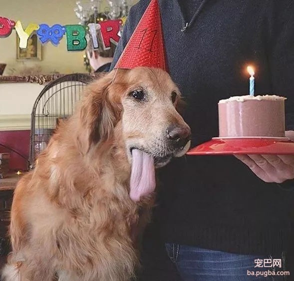 当狗狗收到生日蛋糕，脸上的表情绝了……-11.jpg