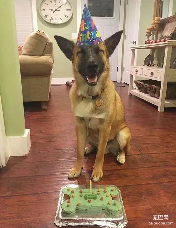 当狗狗收到生日蛋糕，脸上的表情绝了……-12.jpg