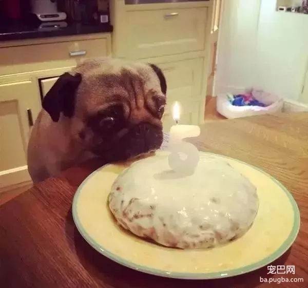 当狗狗收到生日蛋糕，脸上的表情绝了……-13.jpg