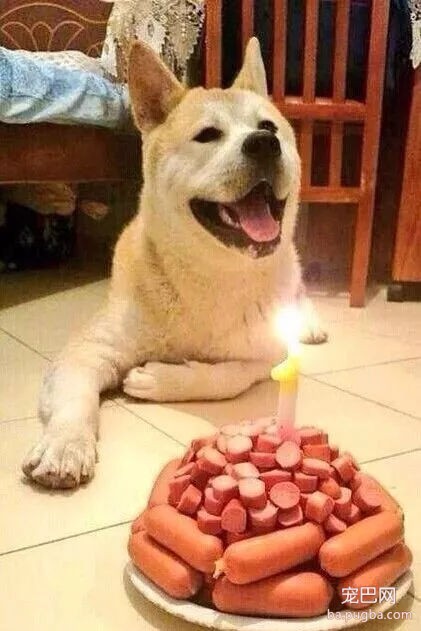 当狗狗收到生日蛋糕，脸上的表情绝了……-15.jpg