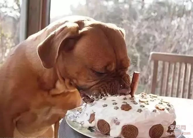 当狗狗收到生日蛋糕，脸上的表情绝了……-14.jpg