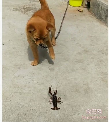 主人拿只龙虾跟狗狗玩把它吓坏了，大吼：君子动口不动手，你别动！-1.jpeg