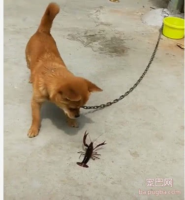 主人拿只龙虾跟狗狗玩把它吓坏了，大吼：君子动口不动手，你别动！-3.jpeg