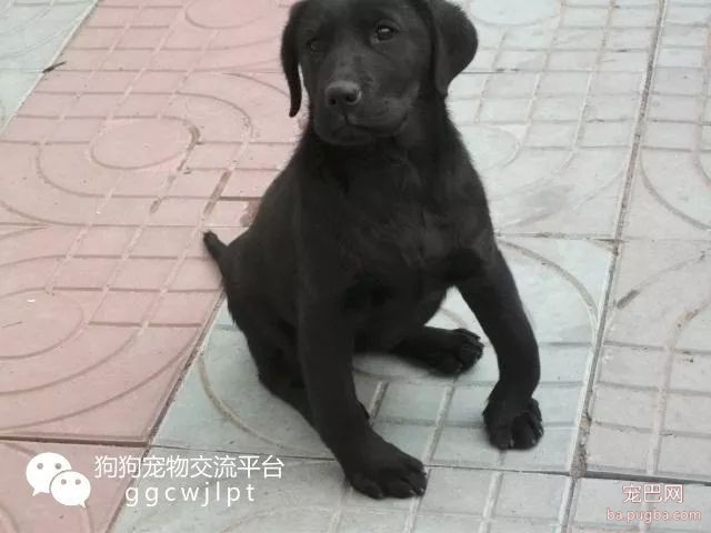 一分钟判断狗狗是否缺钙？狗狗如何补钙最有效？-2.jpeg
