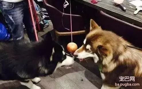 爱狗的明星，运气不会太差！-14.jpeg