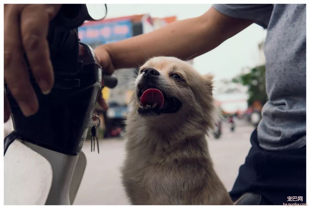世界最丑狗狗大赛：人比美，狗比丑？-5.jpeg