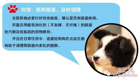 你家狗为什么很能吃但长不胖？-3.jpeg