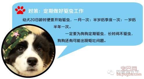 你家狗为什么很能吃但长不胖？-2.jpeg