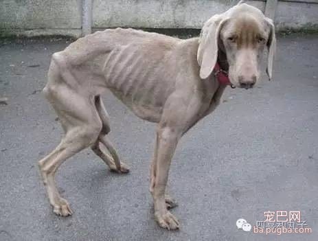 你家狗为什么很能吃但长不胖？-4.jpeg
