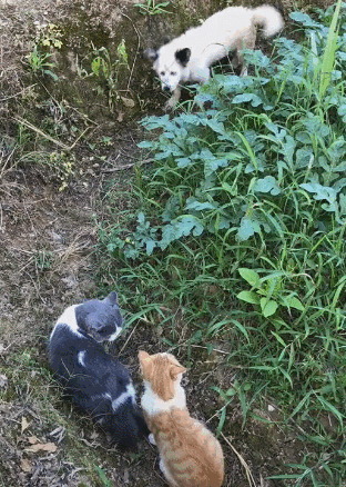 俩猫咪偷跑出来被土狗截住，土狗：说，零食藏哪了？-3.gif