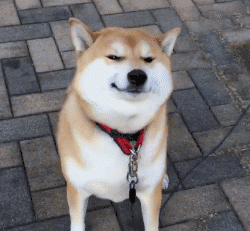 一个爱狗的人终于养到狗了是怎样的体验？-6.gif