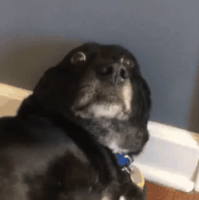 狗狗的“无辜眼”竟然是操控人类进化的伎俩？-8.gif