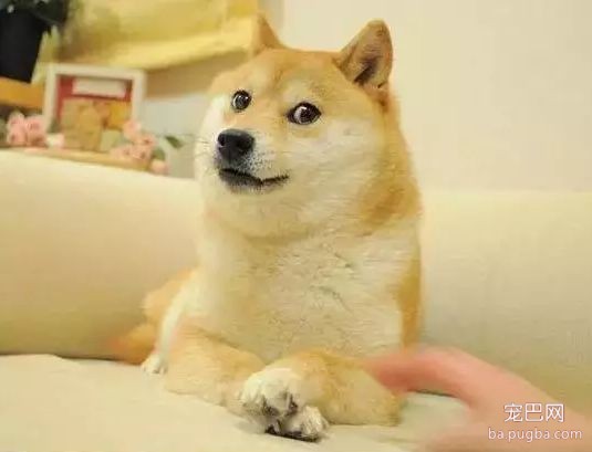 狗狗的“无辜眼”竟然是操控人类进化的伎俩？-9.jpeg