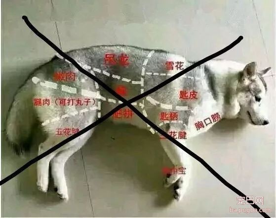 法国第一狗：不要觉得自己是总统，我就不敢乱尿-1.jpeg