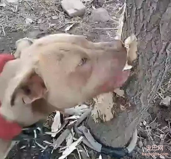去野餐主人把比特犬拴在一边，气得它闹脾气狂啃树皮！-1.jpg