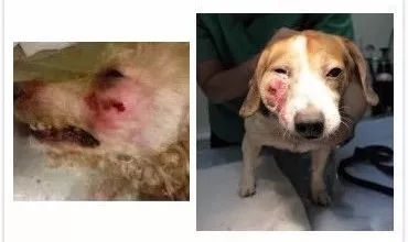 去野餐主人把比特犬拴在一边，气得它闹脾气狂啃树皮！-8.jpg