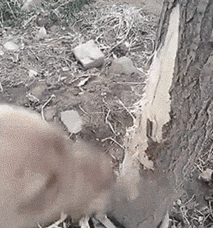 去野餐主人把比特犬拴在一边，气得它闹脾气狂啃树皮！-3.gif