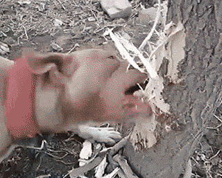 去野餐主人把比特犬拴在一边，气得它闹脾气狂啃树皮！-4.gif