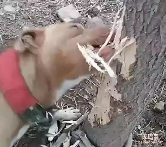 去野餐主人把比特犬拴在一边，气得它闹脾气狂啃树皮！-2.jpg