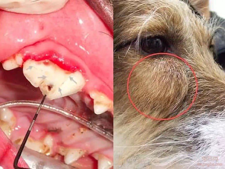 去野餐主人把比特犬拴在一边，气得它闹脾气狂啃树皮！-7.jpg