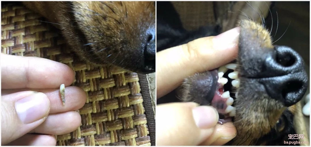 去野餐主人把比特犬拴在一边，气得它闹脾气狂啃树皮！-9.jpg
