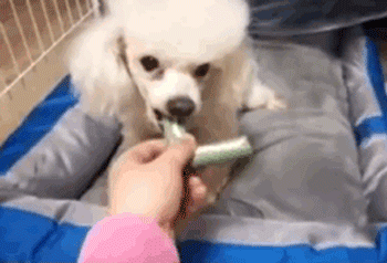 去野餐主人把比特犬拴在一边，气得它闹脾气狂啃树皮！-14.gif