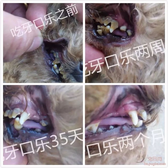 去野餐主人把比特犬拴在一边，气得它闹脾气狂啃树皮！-15.jpg