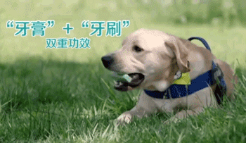去野餐主人把比特犬拴在一边，气得它闹脾气狂啃树皮！-17.gif