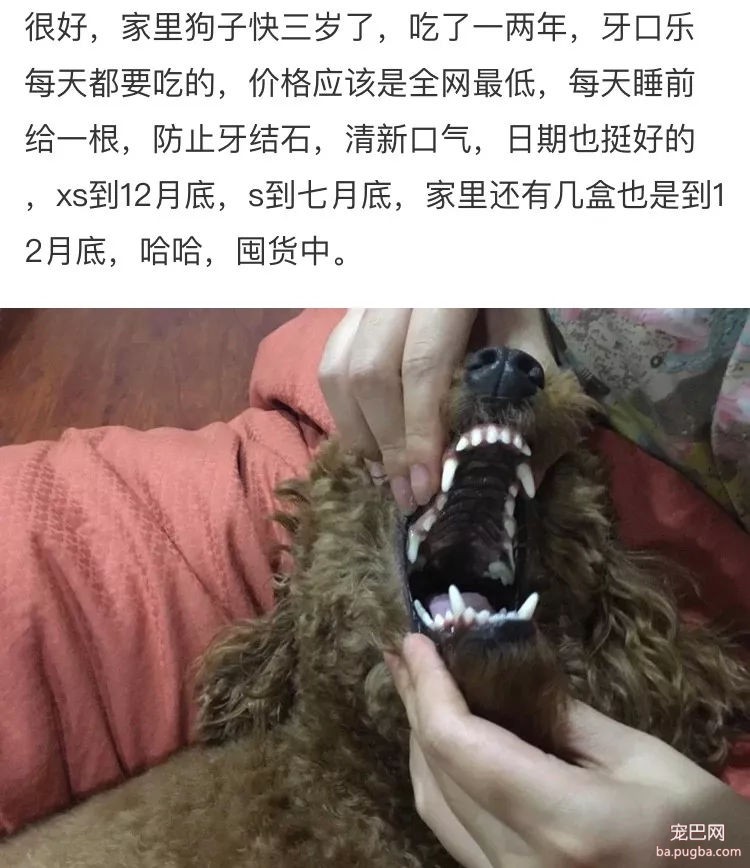 去野餐主人把比特犬拴在一边，气得它闹脾气狂啃树皮！-22.jpg