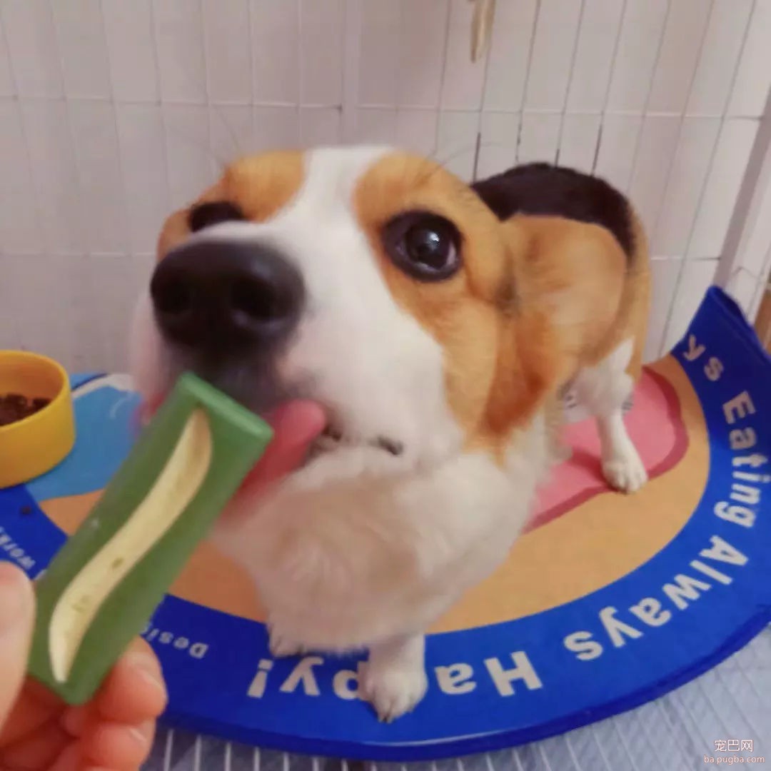 去野餐主人把比特犬拴在一边，气得它闹脾气狂啃树皮！-18.jpg