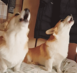 最强狗语翻译机来了，听听狗子们的汪汪汪都说了些啥-3.gif