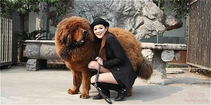 一獒战三虎，三獒沉航母，为何养藏獒的越来越少？是不够凶吗-3.jpeg