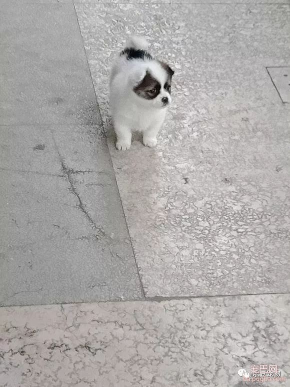 搞不懂，这么漂亮的小奶狗为什么要扔掉，好吧，跟我回家！-1.jpeg