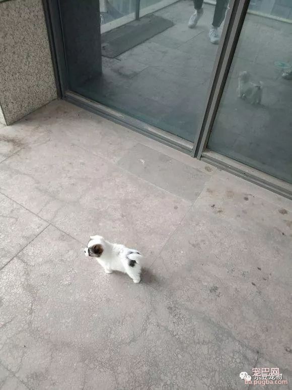 搞不懂，这么漂亮的小奶狗为什么要扔掉，好吧，跟我回家！-2.jpeg