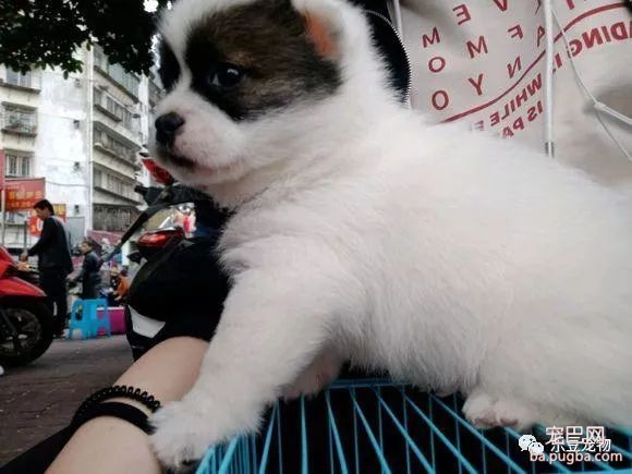 搞不懂，这么漂亮的小奶狗为什么要扔掉，好吧，跟我回家！-4.jpeg