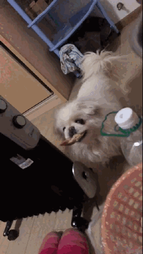 我家金毛为了我当了小偷…-9.gif