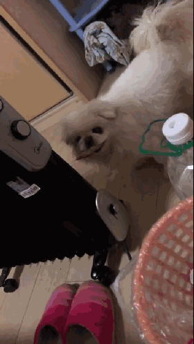我家金毛为了我当了小偷…-10.gif