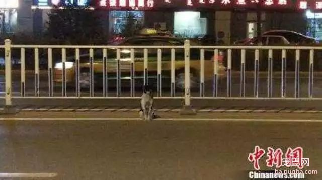 小狗路边蹲守80多天成“网红”，网友却希望它别再等了-1.jpeg