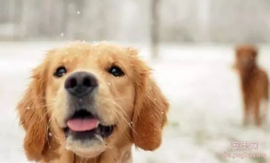 雪天遛狗注意哪些-1.jpeg