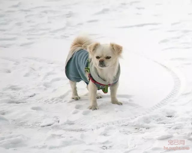 雪天遛狗注意哪些-2.jpeg
