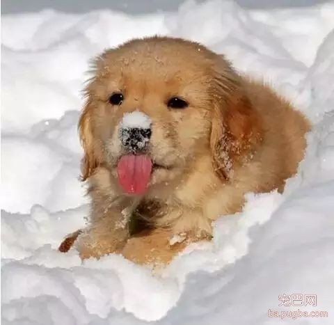 雪天遛狗注意哪些-5.jpeg